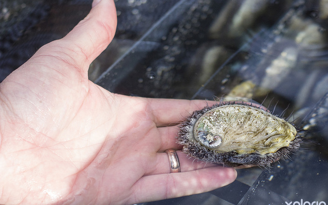 hermanus_things_to_do_abalone_tours_heart_of_abalone_health_abalone_growing_1566997098_1619157918