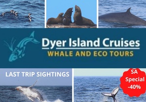 Next Dyer Island Marine Big 5 Tour: 24 April 2021