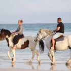 Beach Horse Riding - Horse Riding Gansbaai - Xplorio™ Gansbaai Beach Horse Riding - Horse Riding Gansbaai - Xplorio™ Gansbaai