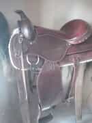New Addition: American Saddle