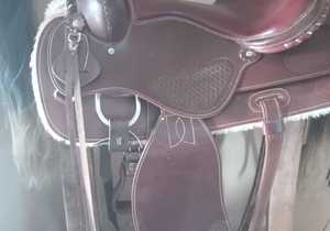 New Addition: American Saddle