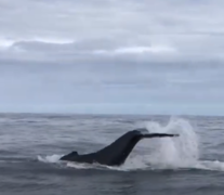 Next Dyer Island Marine Big 5 Trip: 30 April 2021