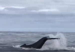 Next Dyer Island Marine Big 5 Trip: 30 April 2021