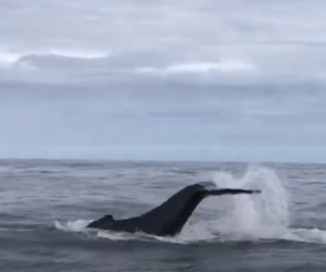 Next Dyer Island Marine Big 5 Trip: 30 April 2021