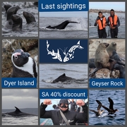 Next Marine Dynamics Shark Tour: 1 May 2021 (10h00)