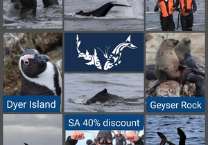 Next Marine Dynamics Shark Tour: 1 May 2021 (10h00)