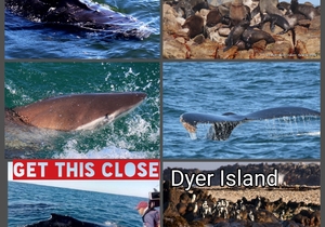 Next Marine Dynamics Shark Cage Diving: 4 May 2021