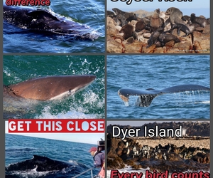 Next Dyer Island Marine Big 5 Trip: 4 May 2021