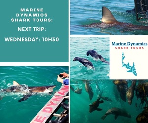 Next Marine Dynamics Shark Tour: 12 May 2021