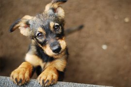 Owner or keeper of dog – who is liable for the harm caused by animals?