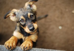 Owner or keeper of dog – who is liable for the harm caused by animals?