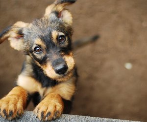 Owner or keeper of dog – who is liable for the harm caused by animals?