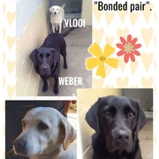 Two Labradors Ready For Adoption Together