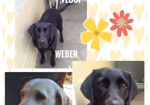 Two Labradors Ready For Adoption Together