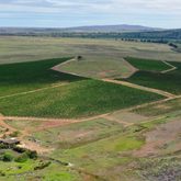 Black Oystercatcher - Agulhas Wine Triangle