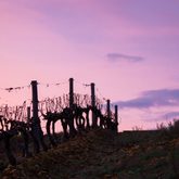 Black Oystercatcher Vineyards - Agulhas Wine Triangle 