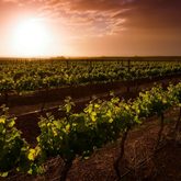 Ghost Corner Vineyards - Agulhas Wine Triangle