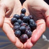 Trizanne Signature Wines - Agulhas Wine Triangle