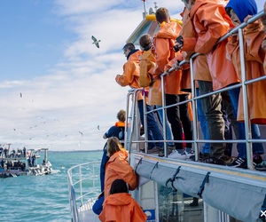 Next Dyer Island Marine Big 5 Trip: 14 May 2021