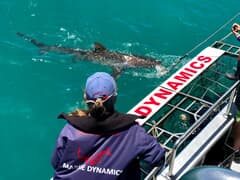 Next Marine Dynamics Shark Cage Diving Tour: 14 May 2021