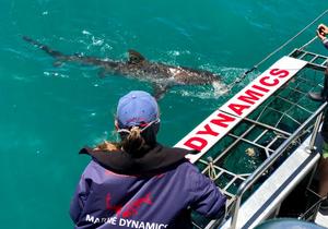 Next Marine Dynamics Shark Cage Diving Tour: 14 May 2021