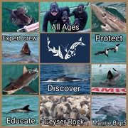 18 May 2021: Next Marine Dynamics Shark Cage Diving Tour