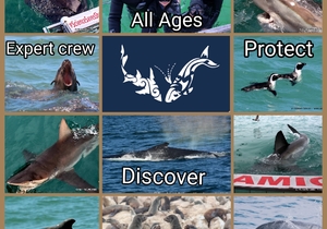 18 May 2021: Next Marine Dynamics Shark Cage Diving Tour