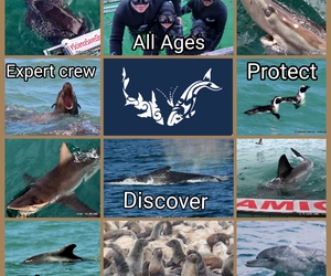 18 May 2021: Next Marine Dynamics Shark Cage Diving Tour