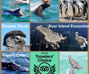 19 May 2021: Next Dyer Island Marine Big 5 Trip