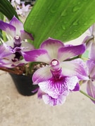 29 May 2021: Eikenhoff Open Day