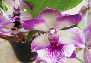 29 May 2021: Eikenhoff Open Day