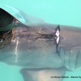saving great white shark fishing line