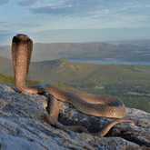 Cape Cobra - Walker Bay Fynbos Conservancy - Xplorio™ Gansbaai