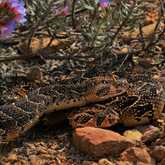 Puff Adders - Walker Bay Fynbos Conservancy - Xplorio™ Gansbaai