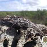 Very Rare and Endemic Southern Adder - Walker Bay Fynbos Conservancy - Xplorio™ Gansbaai