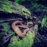 Cape Cobra - Highly Venomous - Walker Bay Fynbos Conservancy - Xplorio™ Gansbaai