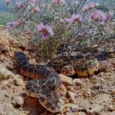 Puff Adders - Walker Bay Fynbos Conservancy - Xplorio™ Gansbaai