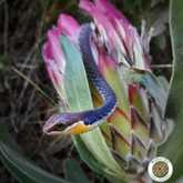 Juvenile Boomslang in Protea - Walker Bay Fynbos Conservancy - Xplorio™ Gansbaai