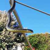 Adult Male Boomslang - Walker Bay Fynbos Conservancy - Xplorio™ Gansbaai