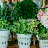 Planters and decor plants