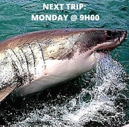 Breaking News! 3x Great White Sharks Spotted on Sunday