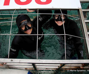25 May 2021: Next Marine Dynamics Shark Cage Diving Tour