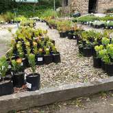 Fernkloof Indigenous NurseryPlants