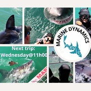 26 May 2021: Next Marine Dynamics Shark Cage Diving Tour