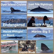 26 May 2021: Next Dyer Island Marine Big 5 Trip