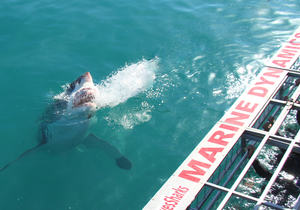 29 May 2021: Next Marine Dynamics Shark Cage Diving Tour