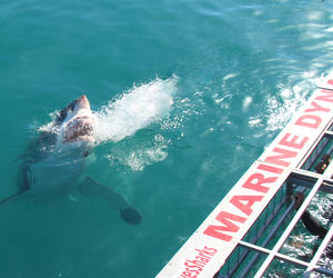 29 May 2021: Next Marine Dynamics Shark Cage Diving Tour