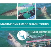 8 June 2021: Next Marine Dynamics Shark Cage Diving Tour