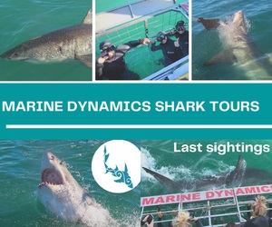 8 June 2021: Next Marine Dynamics Shark Cage Diving Tour