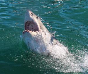 Daily Blog: 06 June 2021 | Shark Cage Diving South Africa